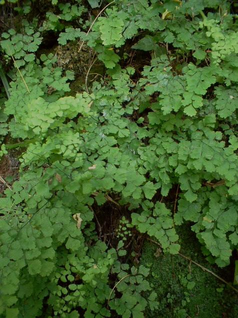 Adiantum capillus-veneris / Capelvenere comune